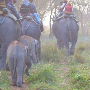 Indiens djurliv, Kaziranga nationalpark - Foto: Darshan Singh
