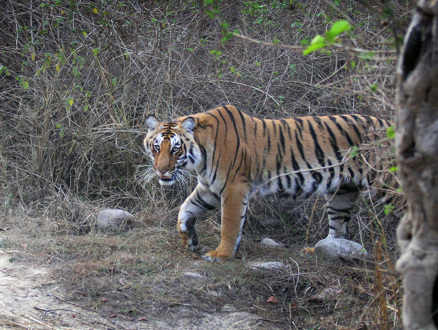 tigersafari i Indien