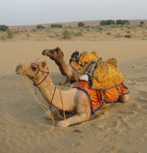kamelsafari i Indien