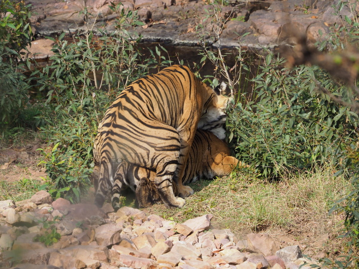 Tigersafari i Indien