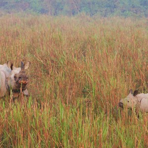 Ett axplock av våra egna bilder från Kaziranga- & Manas nationalpark i Assam, nordöstra Indien. Följ med på någon av våra gruppresor och upplev 
