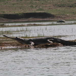 Flodsafari med sikte på gavial och flodkrokodil! Chambal Valley - en genuin plats utmed floden Chambal med rikt fågelliv, flodkrokodiler, delfiner och den utrotningshotade gavialen. Vi bor på det familjära och charmiga Chambal Safari Lodge och gör våra safariturer till fots och med båt.