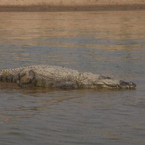 Flodsafari med sikte på gavial och flodkrokodil! Chambal Valley - en genuin plats utmed floden Chambal med rikt fågelliv, flodkrokodiler, delfiner och den utrotningshotade gavialen. Vi bor på det familjära och charmiga Chambal Safari Lodge och gör våra safariturer till fots och med båt.