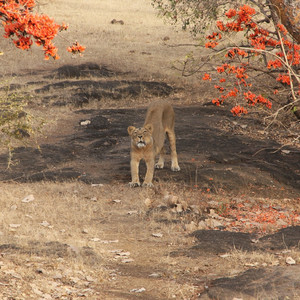 I Girskogen i indiska Gujarat lever Asiens enda vilda population av Lejon! Swed-Asia Travels arrangerar din safariresa, och gärna i kombination med besök i delstatens unika textilbyar..