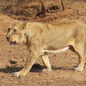 I Girskogen i indiska Gujarat lever Asiens enda vilda population av Lejon! Swed-Asia Travels arrangerar din safariresa, och gärna i kombination med besök i delstatens unika textilbyar..