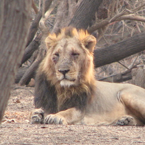 Lejonsafari i Indien med Swed-Asia Travels