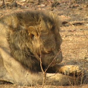 Lejonsafari i Indien med Swed-Asia Travels