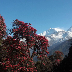 Vandring i Nepal med Swed-Asia Travels