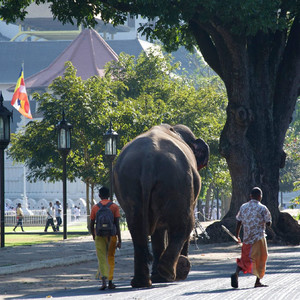 Sri Lanka med Swed-Asia Travels