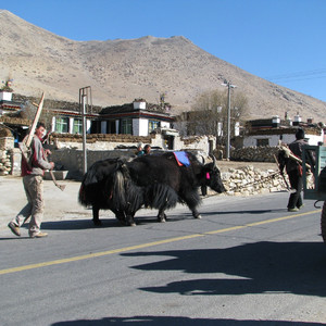 Tibet landvägen med Swed-Asia Travels