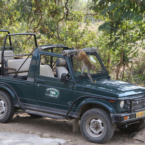 safariresa i Indien - swedasia.se
