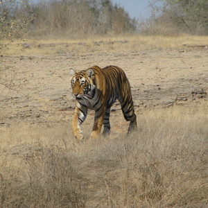 Tigersafri i Indien