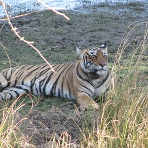 Tiger Ranthambhore nationalpark