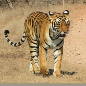 Tigersafri i Indien med Swed-Asia Travels