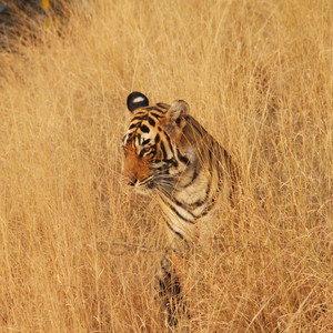 Tigersafari - Foto: K Borneland Swed-Asia Travels