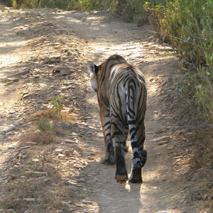 Tigersafari i Indien. Resor med Swed-Asia Travels