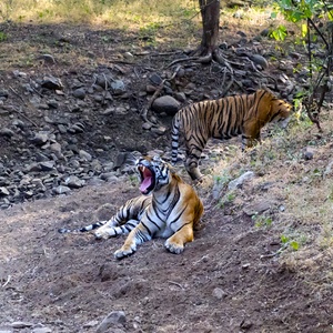Tigersafari i Indien - Swed-Asia Travels